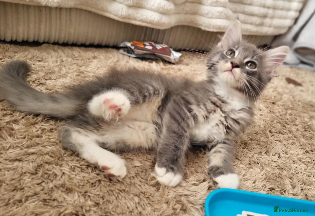 Maine Coon cats for sale: Main coone kittens  - Advert 8