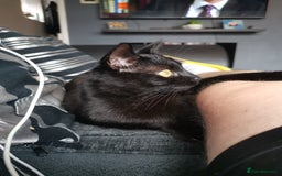 Mixed Breed cats for sale: 3 beautiful cats for re-home  - Image 5