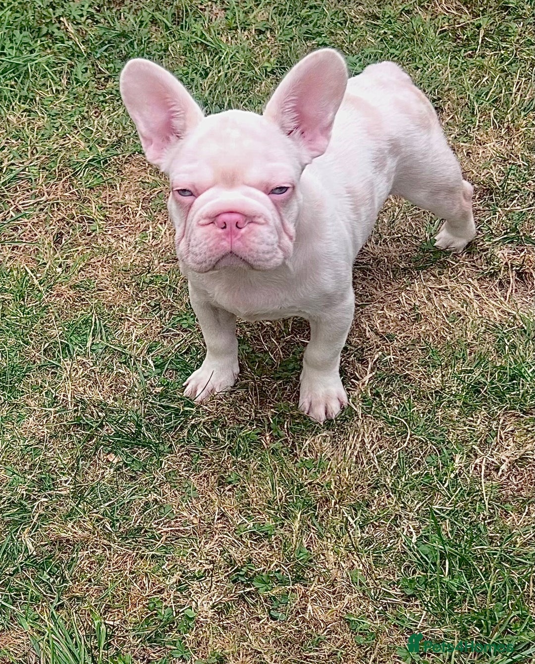 French Bulldog dogs for sale: KC reg 4 panel health test + DNA Male Frenchie Pup - Advert 3