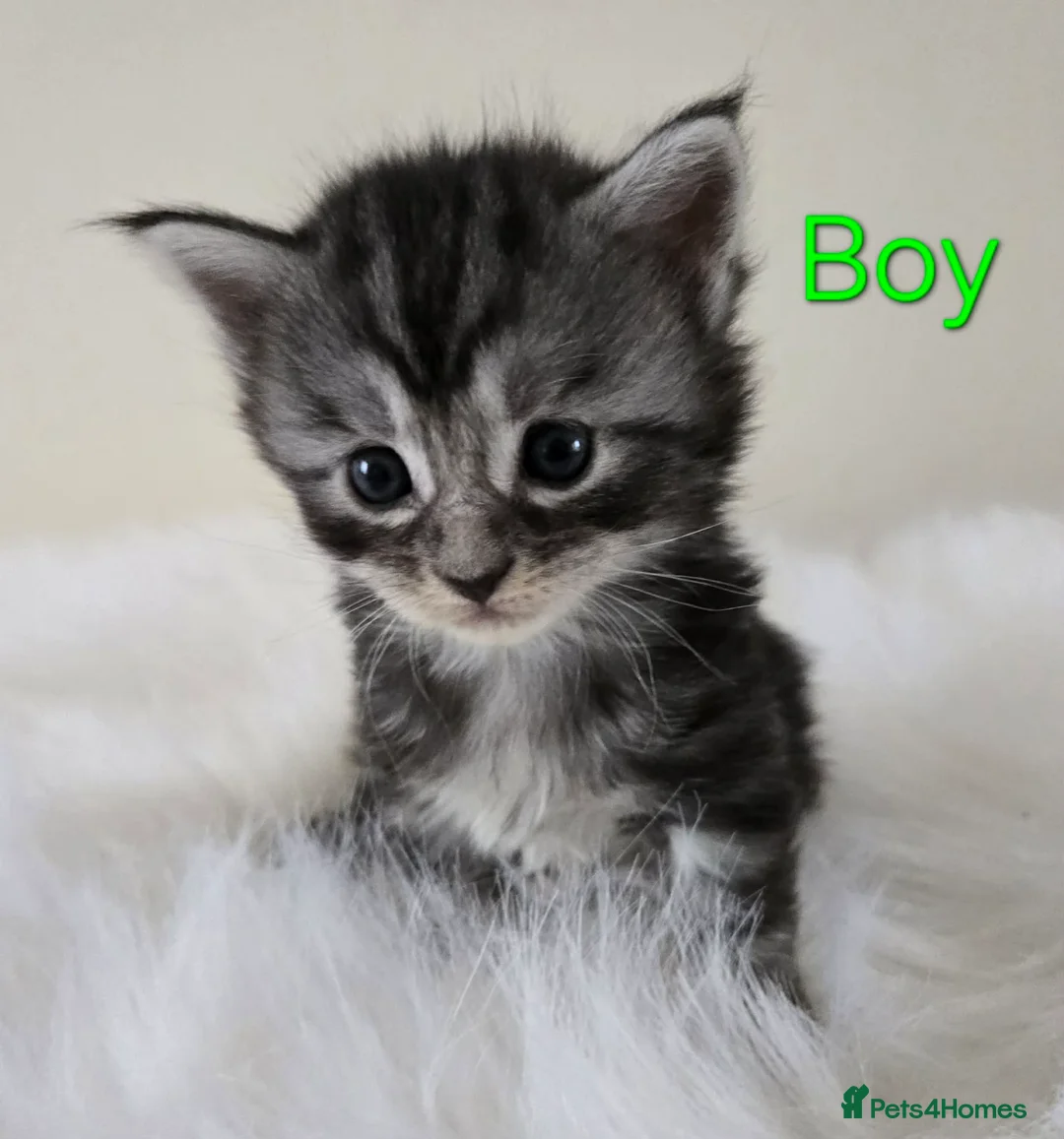 Maine Coon cats for sale: 8 Maine Coon kittens. - Advert 1