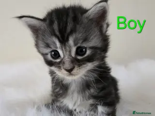 Maine Coon cats 8 Maine Coon kittens. - Advert 1