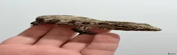 Gecko reptiles for sale: NEW CALEDONIAN GIANT GECKO JUNIORS  - Advert 5