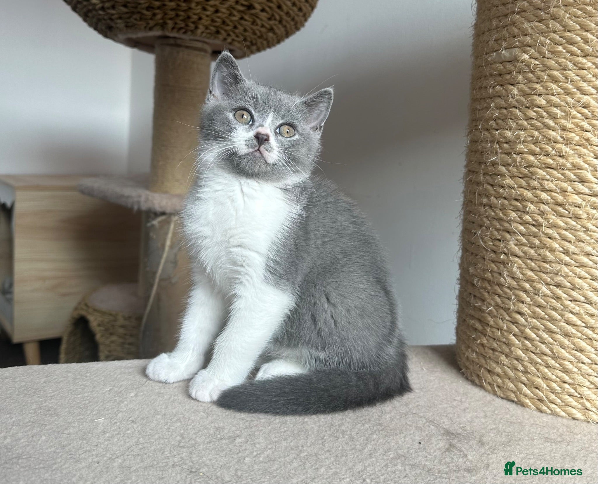 British Shorthair cats 💙 Bicolour Blue and White British Shorthair  - Advert 1