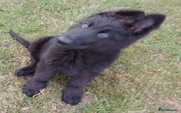 German Shepherd dogs for sale: Ready Now Beautiful Big Long Coated GSD Puppies - Image 7
