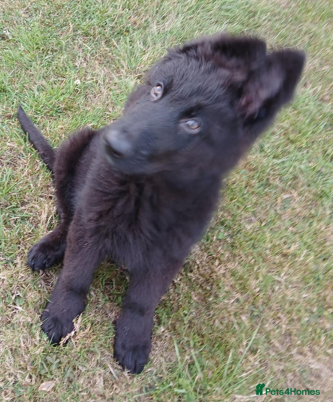 German Shepherd dogs for sale: Ready Now Beautiful Big Long Coated GSD Puppies - Image 7
