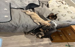 French Bulldog dogs for sale: Big Rope, Big Rope Fluffy & French Bullg - Advert 2