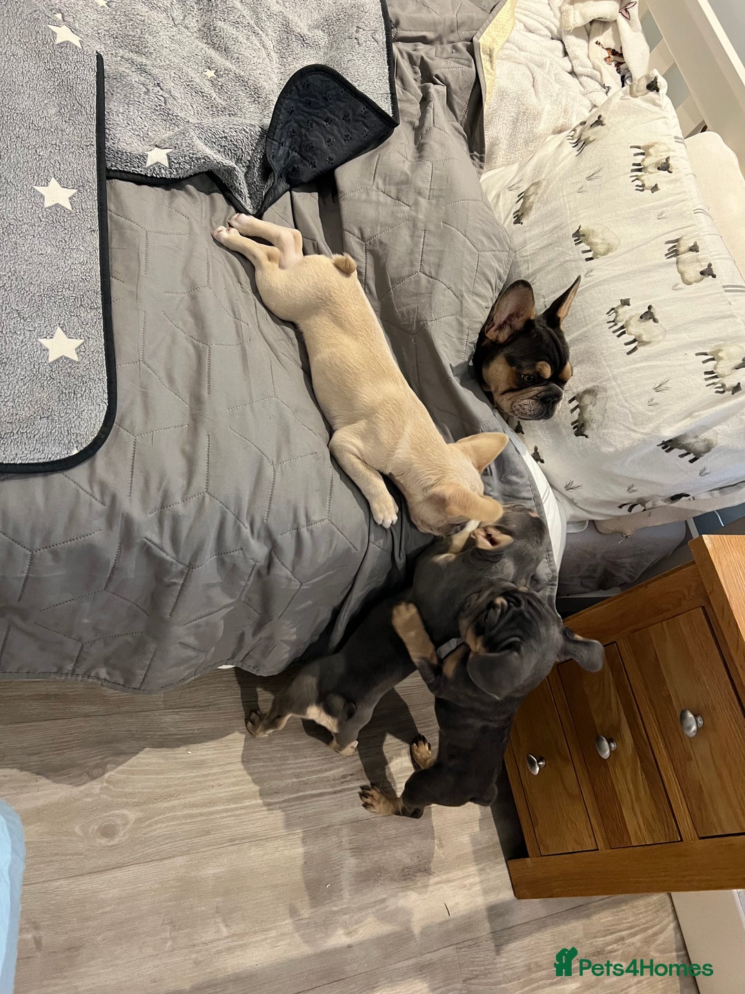 French Bulldog dogs for sale: Big Rope, Big Rope Fluffy & French Bullg - Advert 2