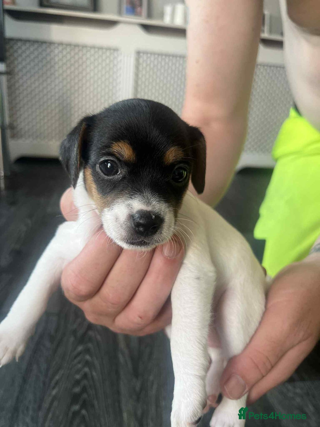 Jack Russell dogs for sale: Beautiful litter of Jack Russell pups - Image 25