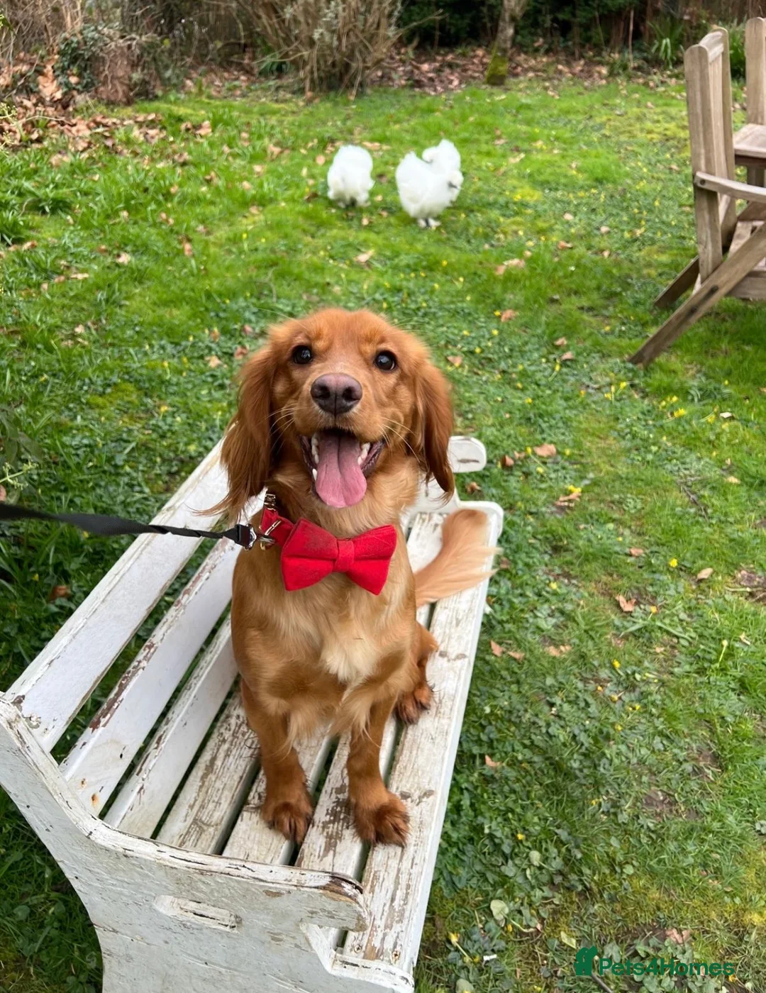 Cocker Spaniel dogs for sale: Female cocker spaniel - 1 year old  - Advert 2