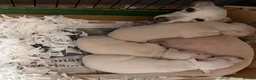 Italian Greyhound dogs for sale: 🐾Stunning cream kc registered iggys🐾 - Advert 17