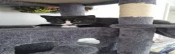 Mixed Breed cats for sale: 1 playful black and white kittens free  - Advert 12