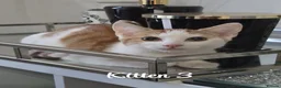 Mixed Breed cats for sale: Litter of 4 ginger tabbys available for rehoming - Advert 4