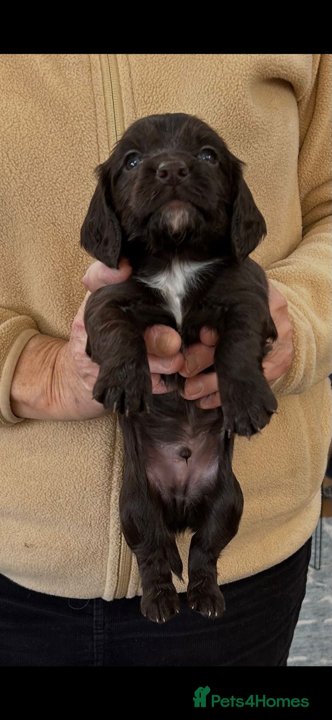 Cocker Spaniel dogs for sale: English Working Cocker Spaniel - Advert 1