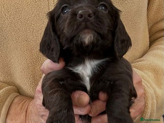 Cocker Spaniel dogs English Working Cocker Spaniel - Advert 6