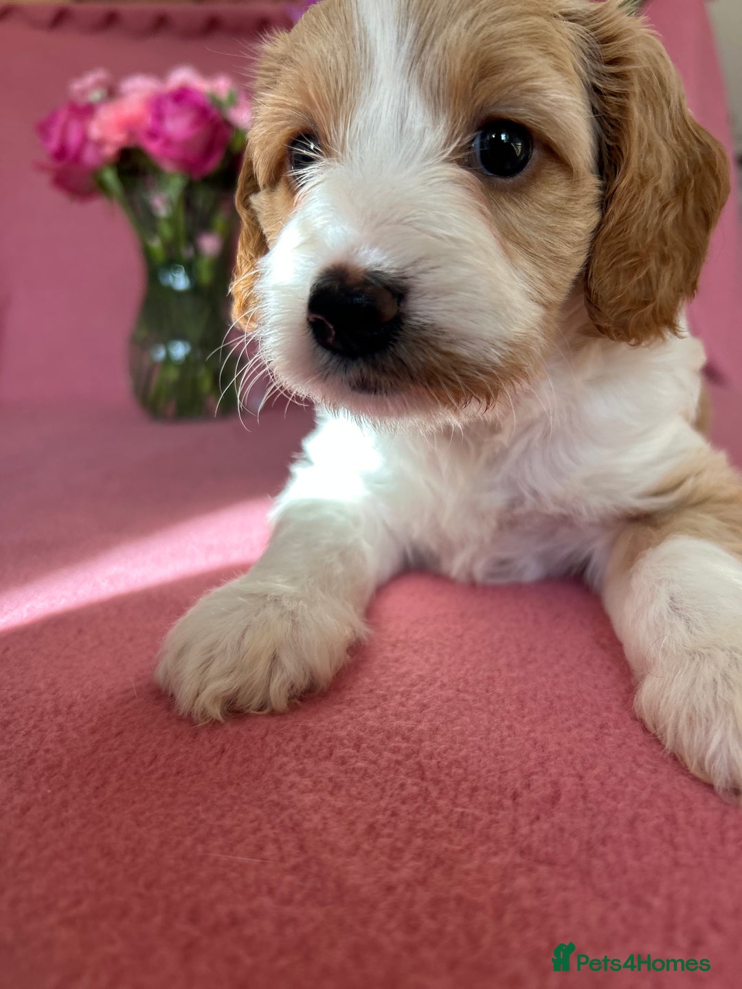 Cockapoo dogs for sale: Cocker Spaniel x Cockapoo Puppies Ready Soon  - Image 7