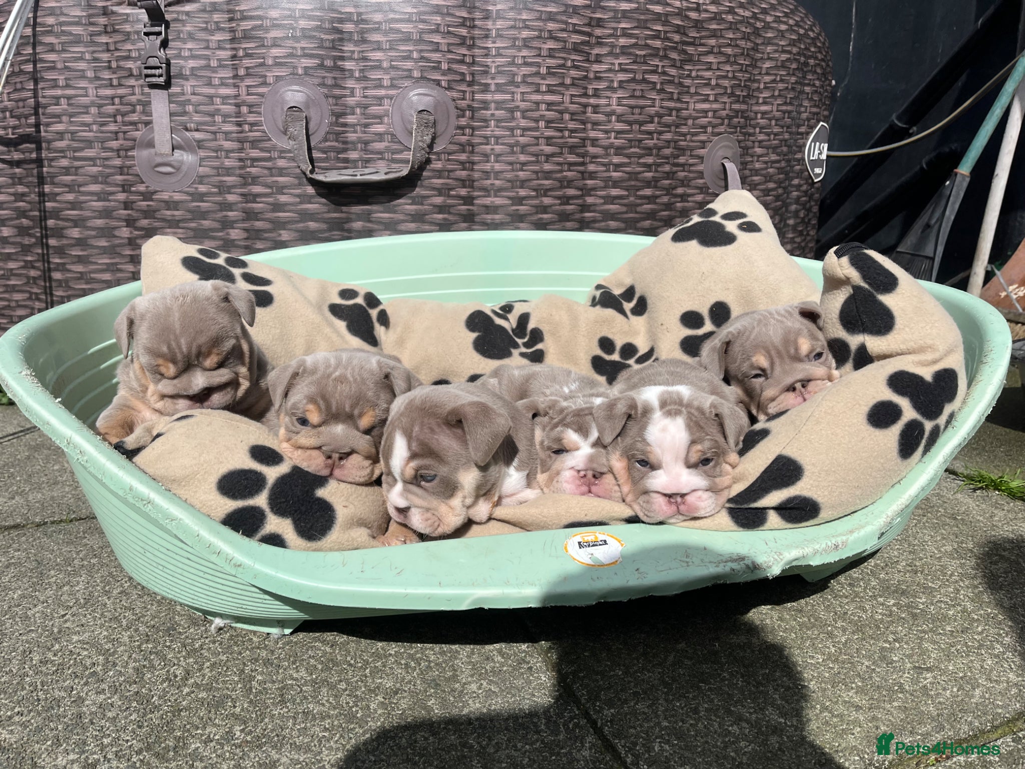 English Bulldog dogs STUNNING HEALTH CLEAR ENGLISH BULLDOGS  - Advert 4