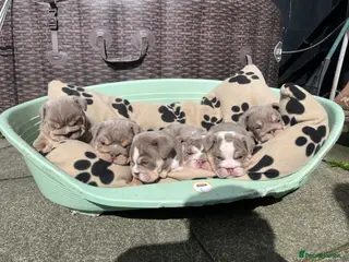 English Bulldog dogs STUNNING HEALTH CLEAR ENGLISH BULLDOGS - Advert 4