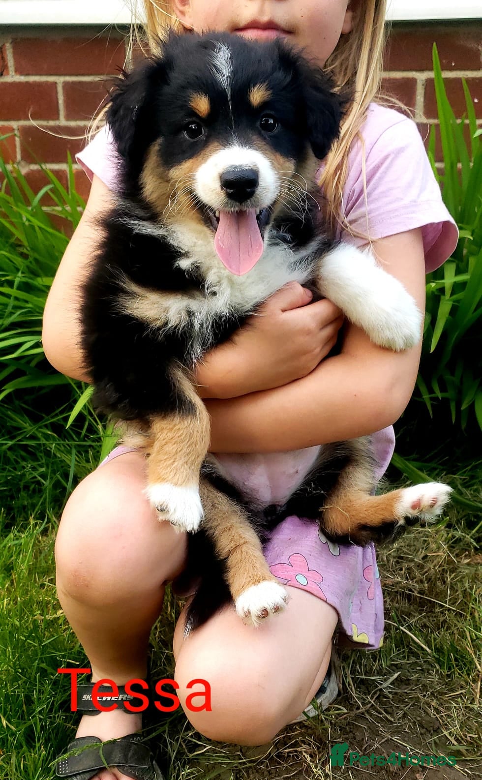 Australian Shepherd dogs for sale: Australian Shepherd Pups Available Now - Advert 5