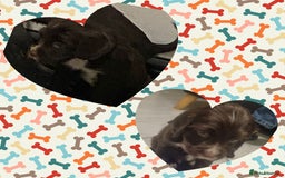 Cocker Spaniel dogs for sale: Cocker spaniel pups  - Advert 6