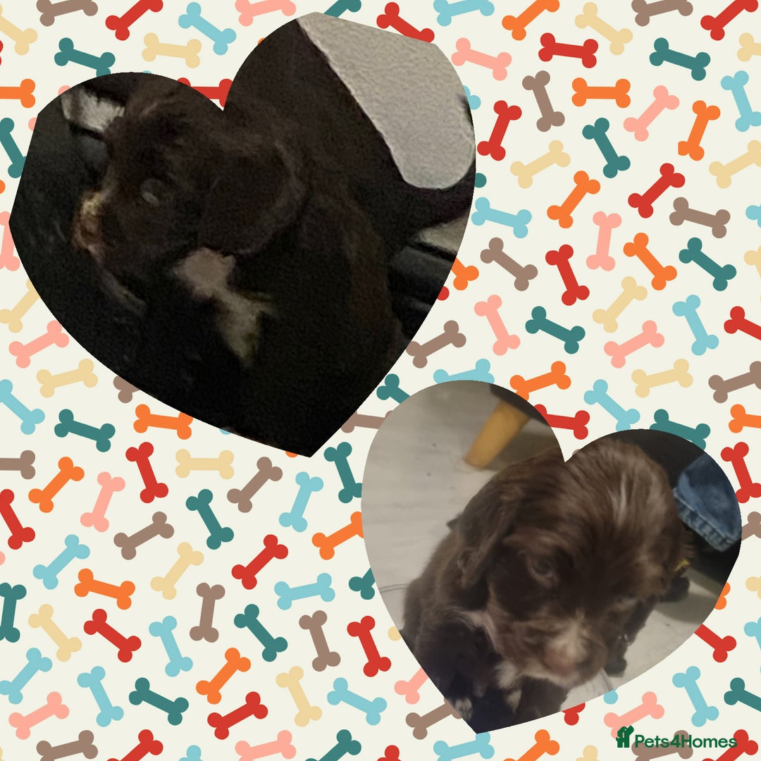 Cocker Spaniel dogs for sale: Cocker spaniel pups  - Advert 6