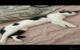 Domestic Shorthair cats for sale: Trixie  - Image 2