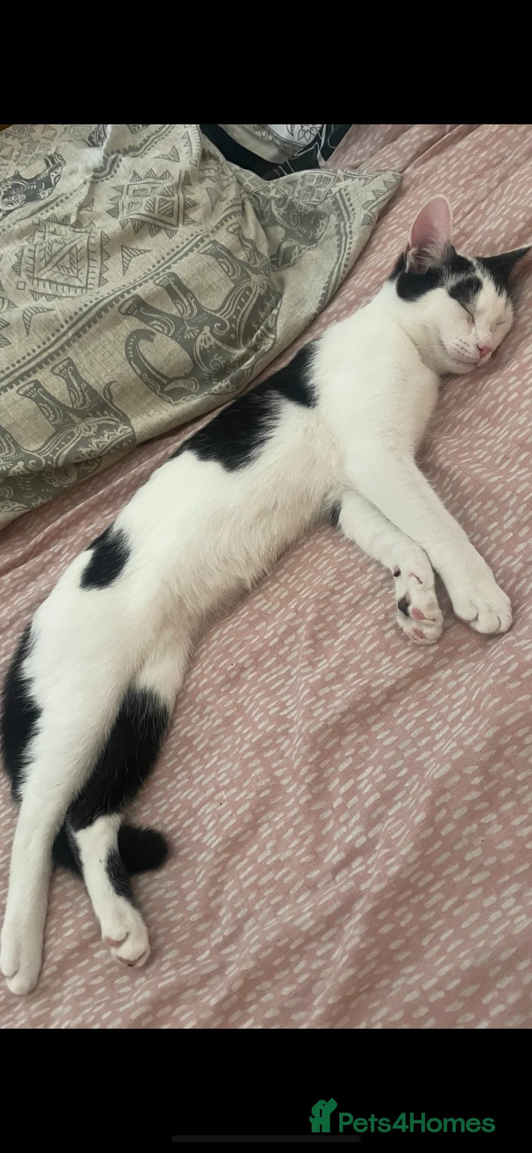 Domestic Shorthair cats for sale: Trixie  - Advert 4