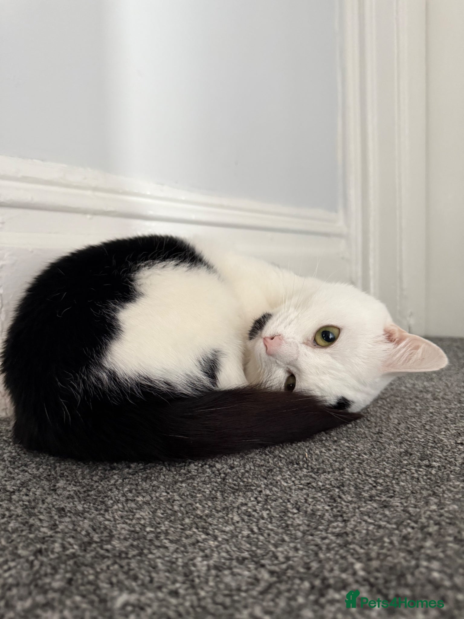 Mixed Breed cats Billie  - Advert 1