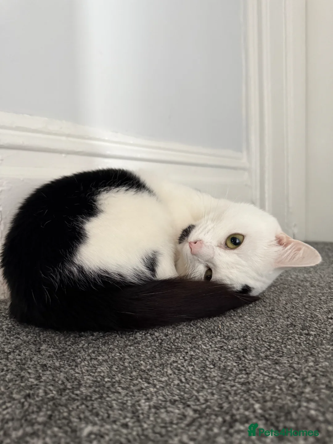 Mixed Breed cats for sale: Billie  in Houghton le Spring - Advert 1