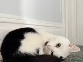 Mixed Breed cats Billie - Advert 1