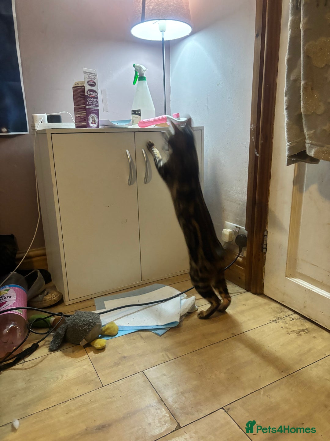 Bengal cats for sale: Bengal cross Savannah  - Image 5