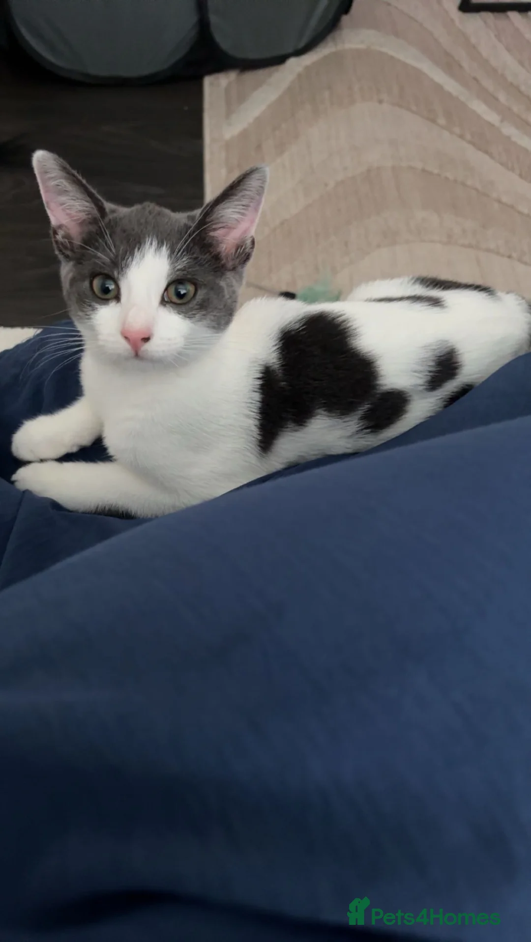 Mixed Breed cats for sale: Kitten - Advert 2