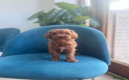 Cavapoo dogs for sale: Fox red toy F1B cavapoos  - Image 3