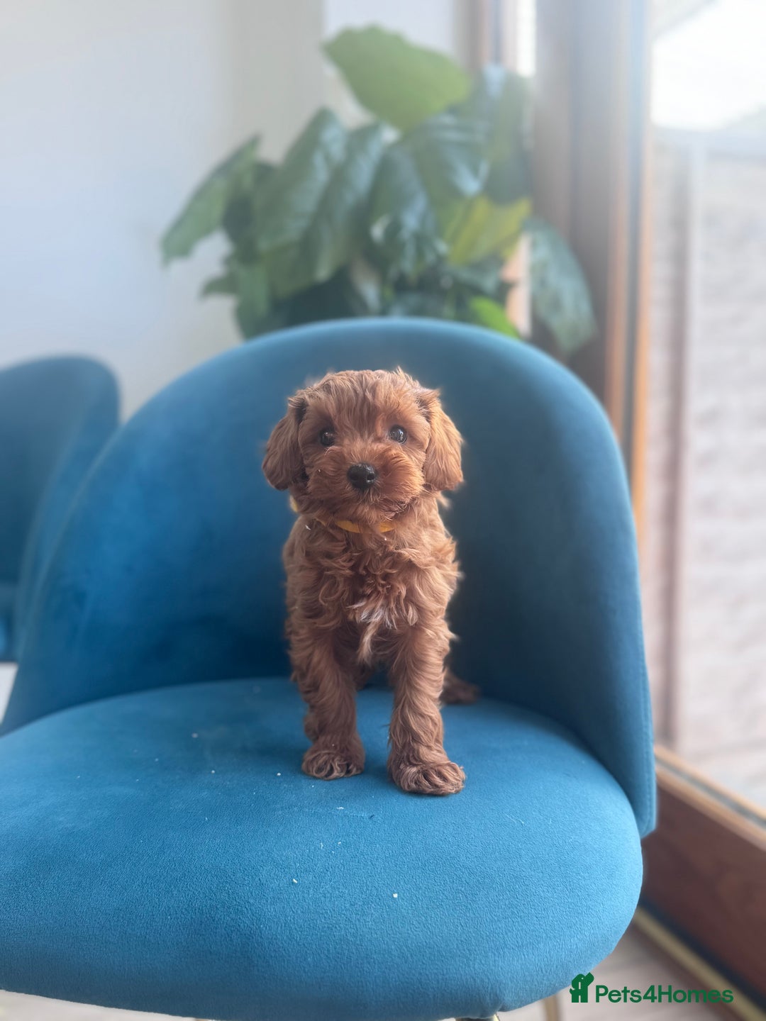 Cavapoo dogs for sale: Fox red toy F1B cavapoos  - Image 3