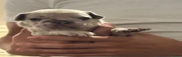 French Bulldog dogs for sale: 1. Boy left. Dwkc Registered  - Advert 8