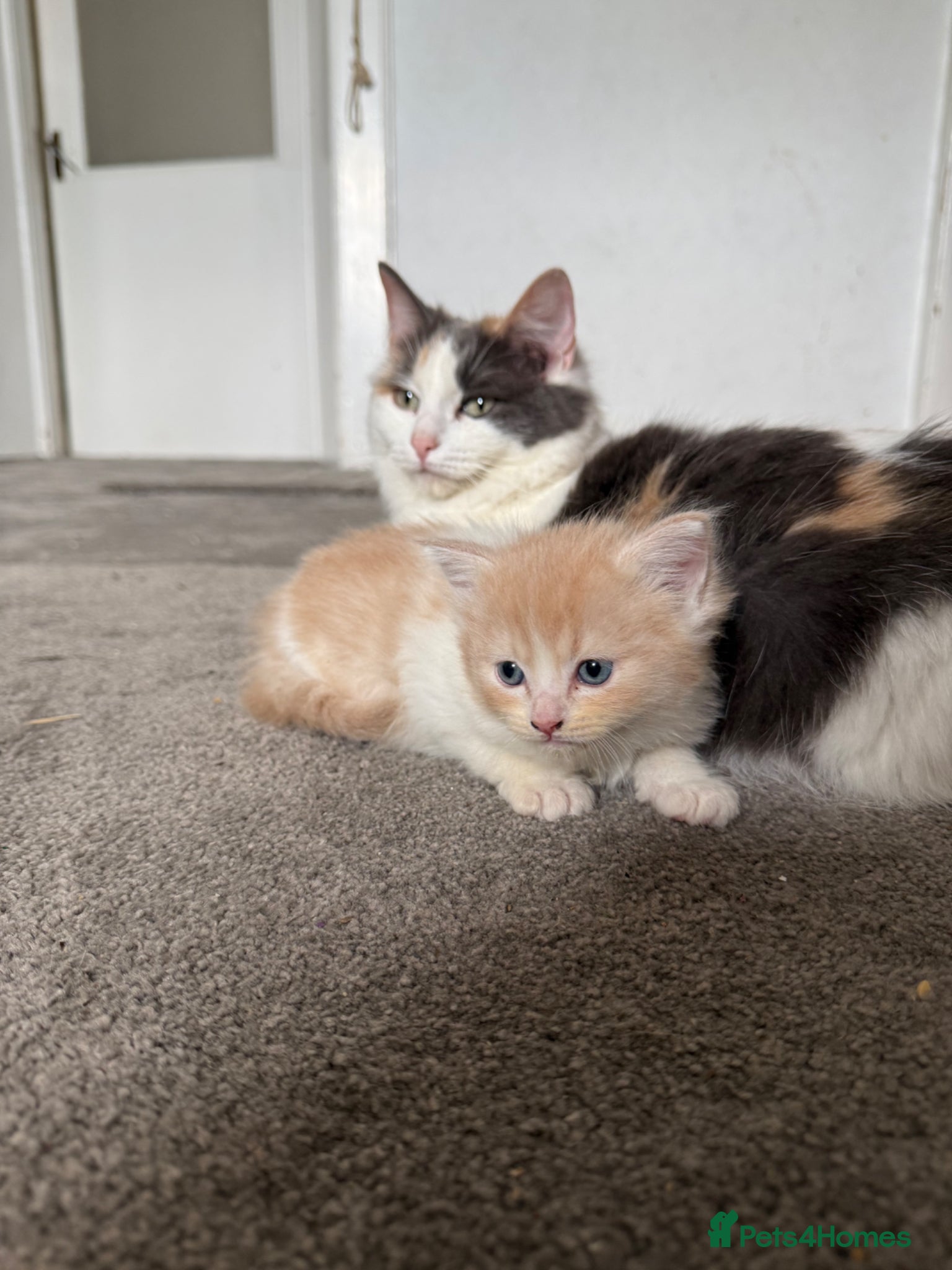 Ragdoll cats for sale: Half Ragdoll Kittens - Advert 8