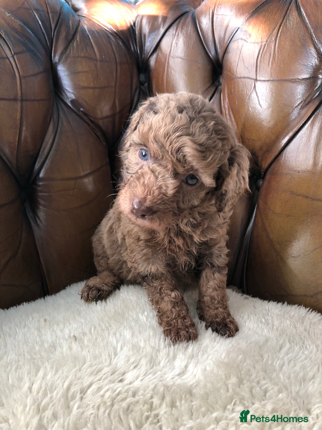 Labradoodle dogs for sale: Miniature Curly-Coated Teddybear Labradoodles  - Advert 3