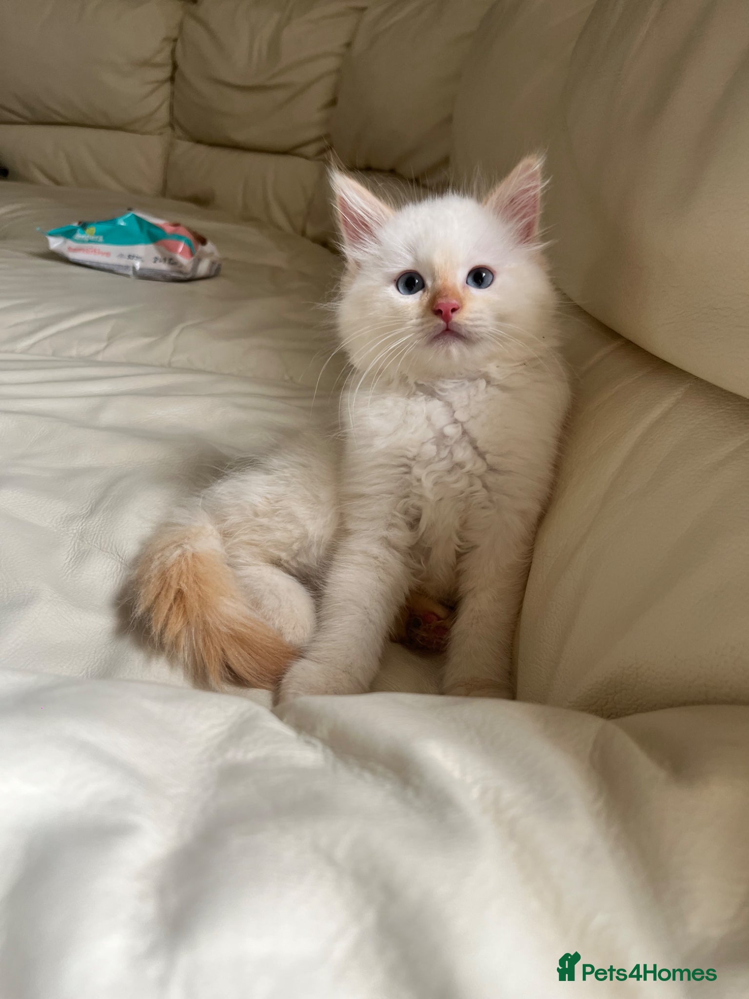 Ragdoll cats Ragdoll kittens only one left available  - Advert 2