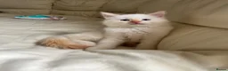 Ragdoll cats for sale: Ragdoll kittens  - Advert 12