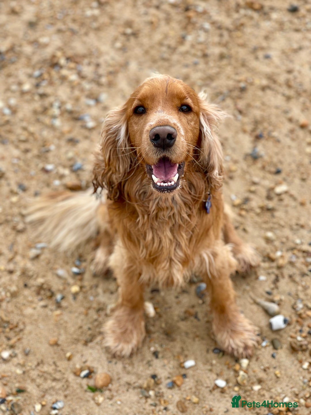 Cocker Spaniel dogs for stud: KC Registered Show Cocker - Advert 6