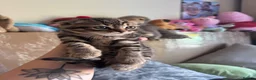 Scottish Fold cats for sale: Beautiful scotish fold  - Advert 7