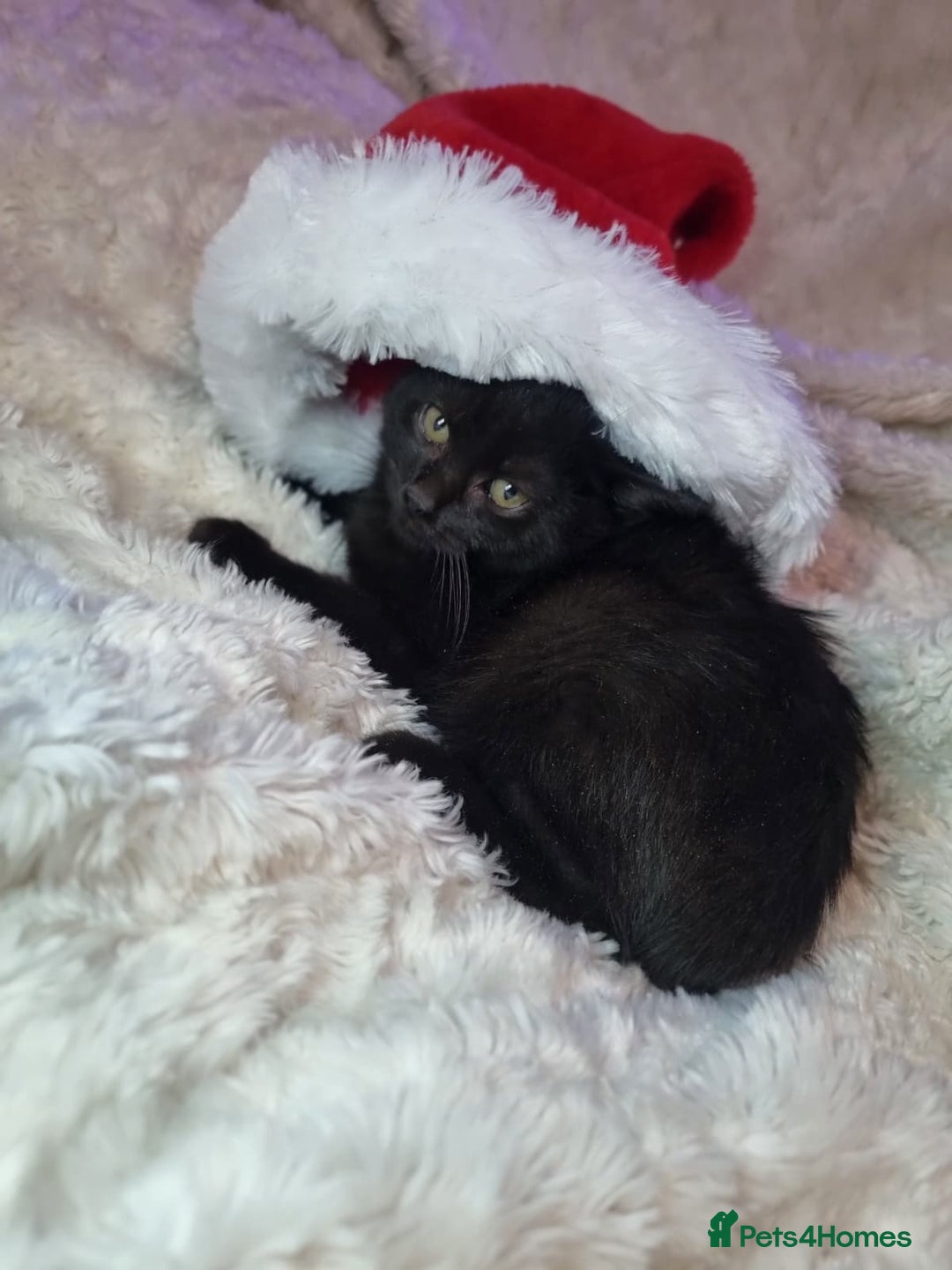 Lykoi cats for sale: Lykoi British short-haired kittens - Advert 5