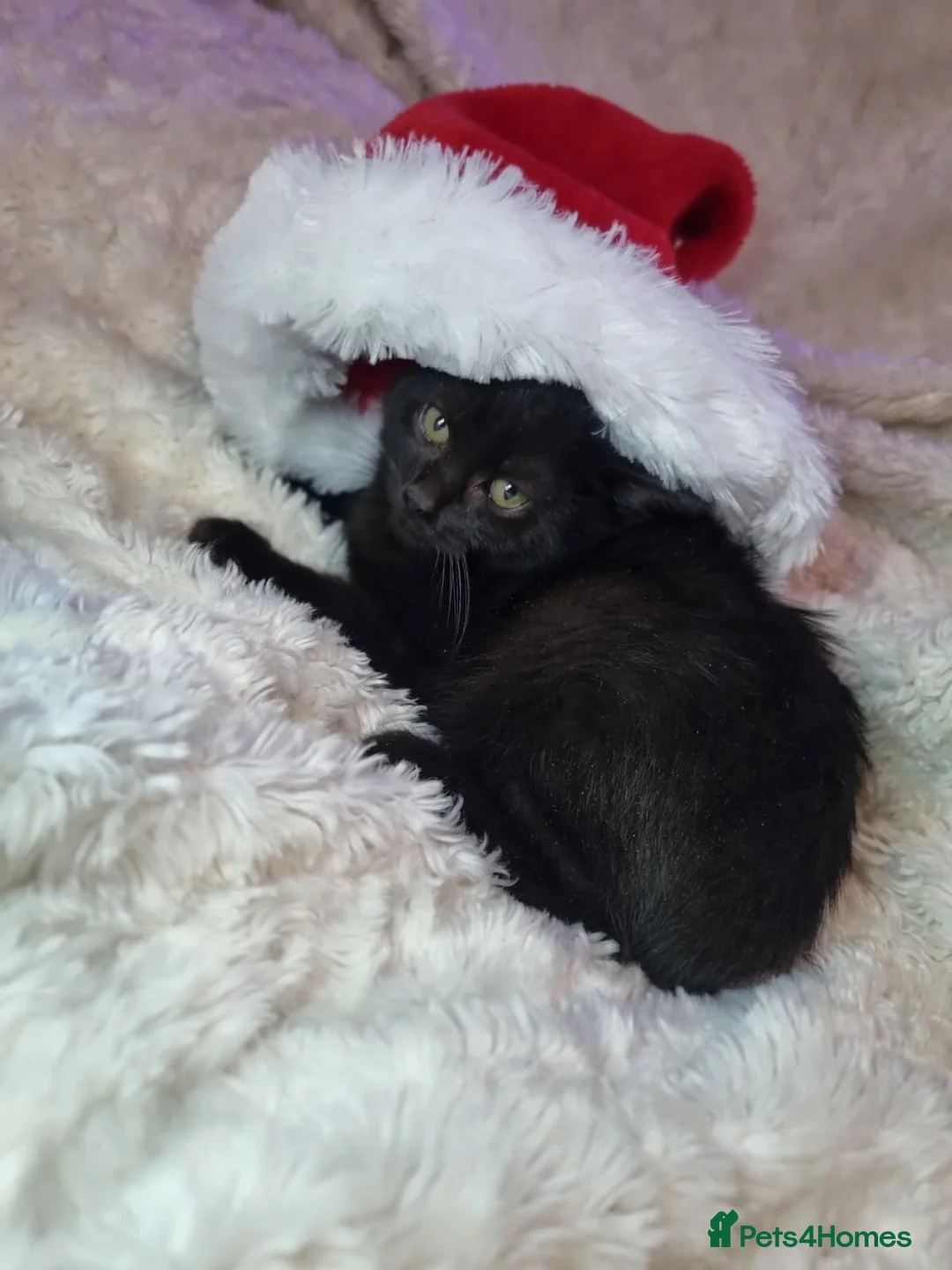 Lykoi cats for sale: Lykoi British short-haired kittens - Advert 6