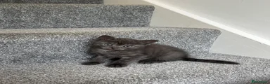 British Shorthair 1