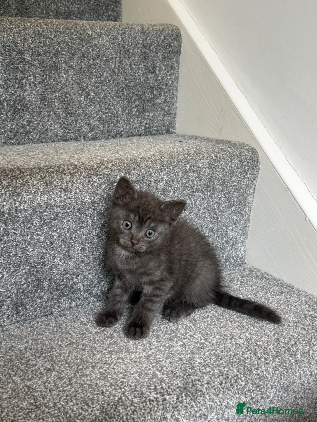 British Shorthair cats for sale: Two female 3/4 British shorthair  - Advert 7