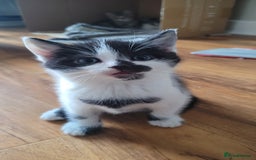 British Shorthair cats for sale: Adorable Fluffy 5x Shorthair Kittens *urgent sale - Image 10