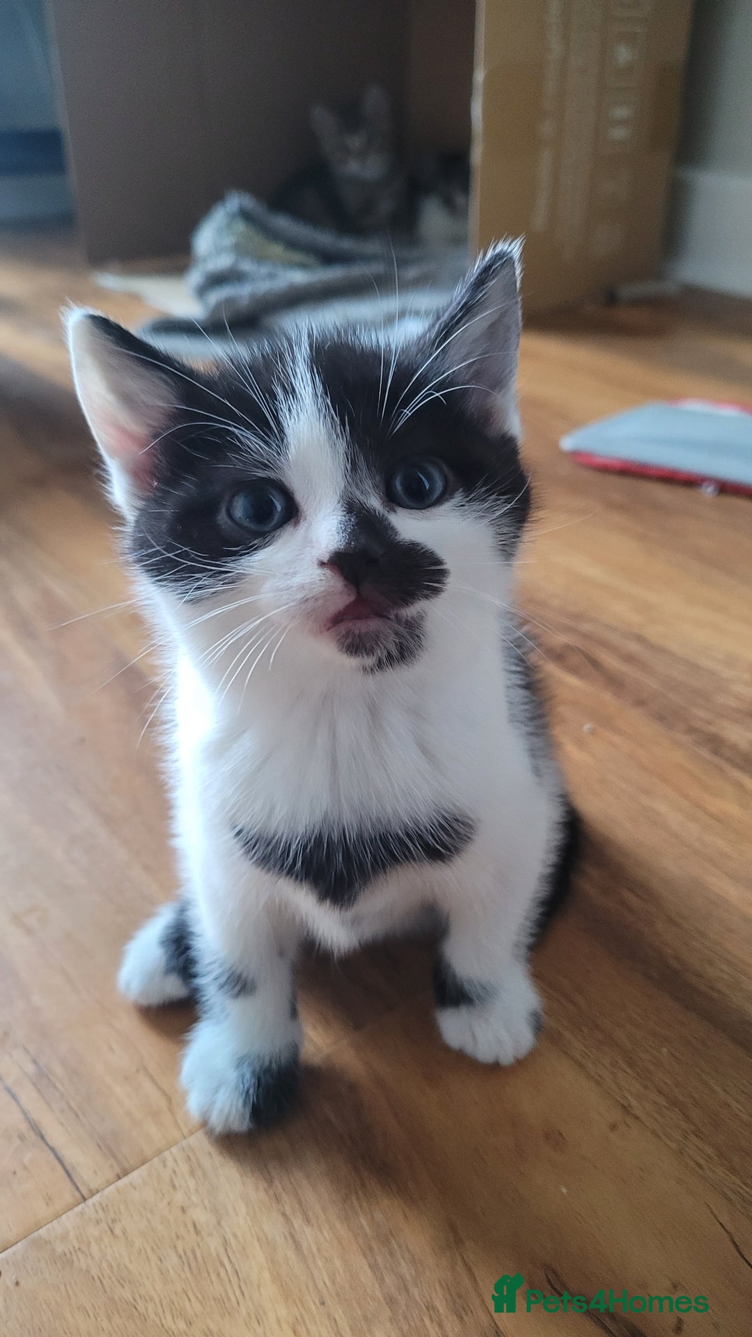 British Shorthair cats for sale: Adorable Fluffy 5x Shorthair Kittens *urgent sale - Image 10