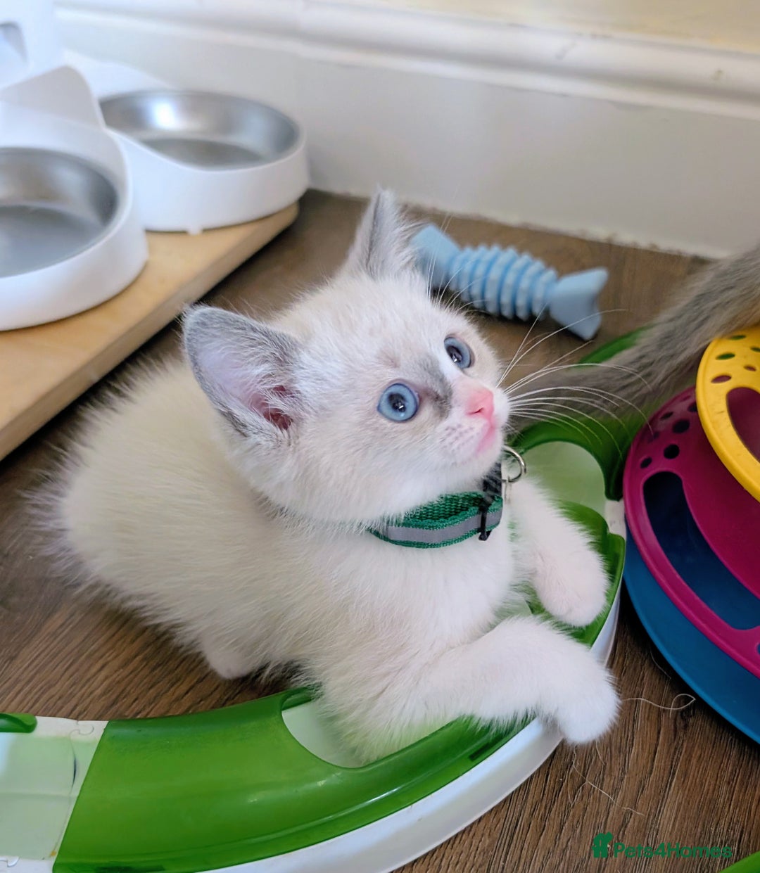 Ragamese cats for sale: 🐾💎Ragdoll X Siamese (Ragamese) Kittens💎🐾 - Image 7