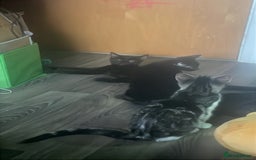 Domestic Shorthair cats for sale: Beautiful black boy looking for a furrever home!! - Image 4