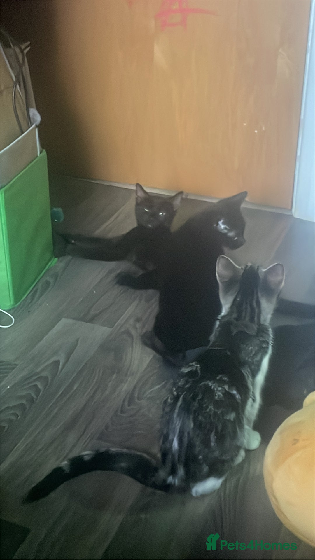 Domestic Shorthair cats for sale: Beautiful black boy looking for a furrever home!! - Image 4