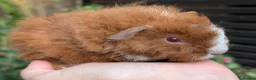 Guinea Pig rodents for sale: Beautiful guinea pig pups - Advert 12